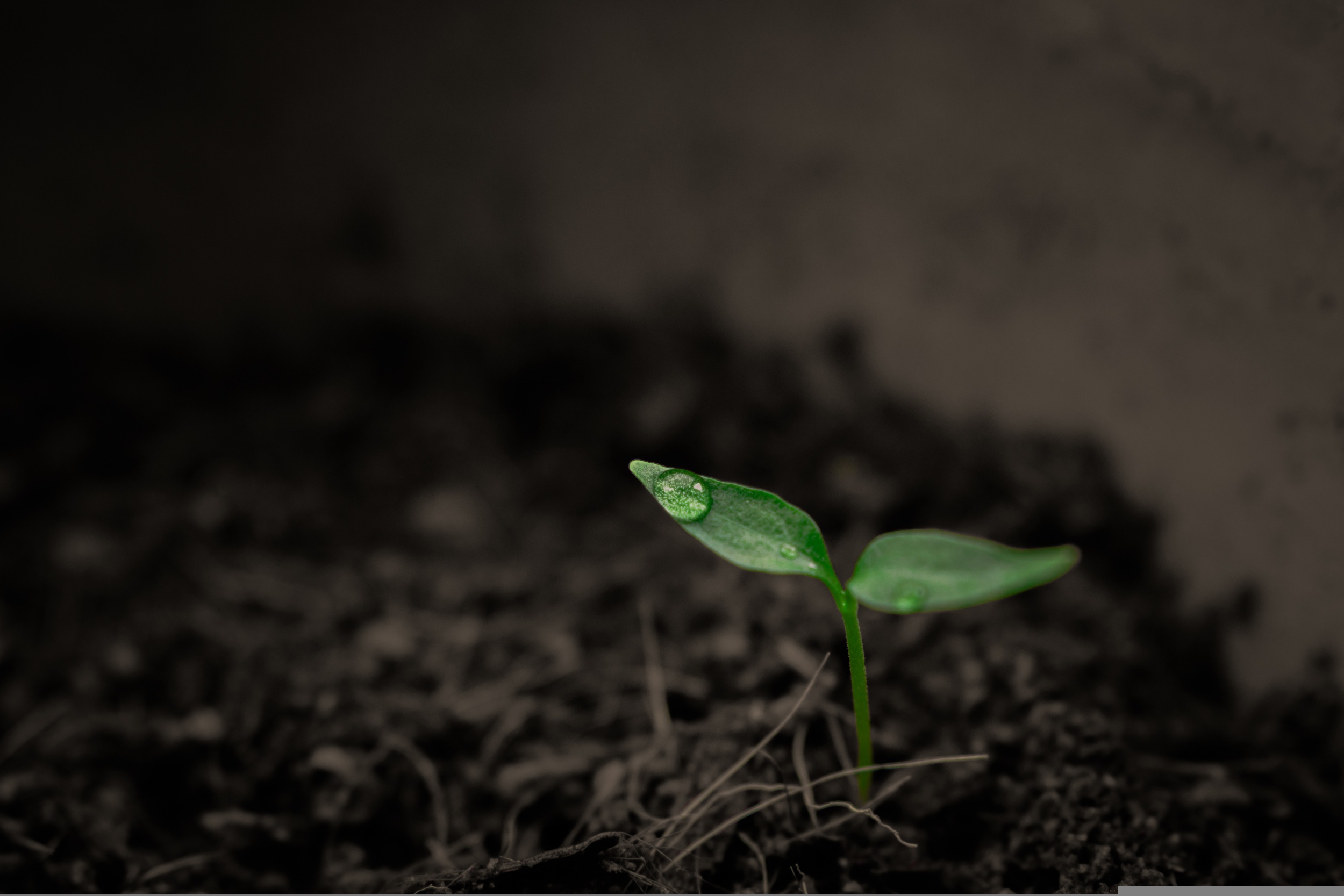 Small green seedling emerging from soil, symbolizing gentle growth and healing